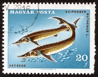 N°1910-1967-HONGRIE-POISSON-ACIPENSER RUTHENUS-20FI