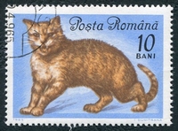 N°2111-1965-ROUMANIE-CHATS-CHAT EUROPEEN-10B