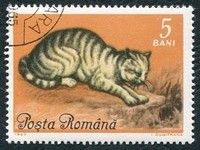 N°2110-1965-ROUMANIE-CHATS-CHAT EUROPEEN-5B