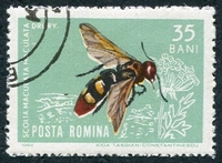 N°1970-1964-ROUMANIE-INSECTE-MACULATA DRURY-35B