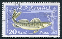 N°1742-1960-ROUMANIE-POISSON-SANDRE-20B