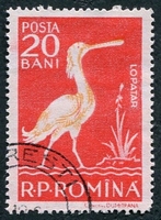 N°1554-1957-ROUMANIE-OISEAU-SPATULE BLANCHE-20B
