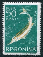 N°1555-1957-ROUMANIE-POISSON-ESTURGEON-50B