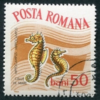 N°2005-1964-ROUMANIE-POISSON-HIPPOCAMPE-50B