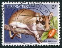 N°1118-1987-LUXEMBOURG-ELIOMYS QUEREINUS-6F