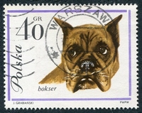 N°1234-1963-POLOGNE-CHIENS-BOXER-40GR