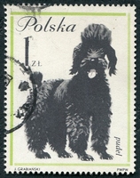 N°1237-1963-POLOGNE-CHIENS-CANICHE-1Z