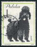 N°1237-1963-POLOGNE-CHIENS-CANICHE-1Z