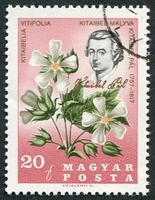 N°1880-1967-HONGRIE-FLEURS-MALVACEE KITAIBELIA VITIFOLIA-20F