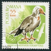 N°2281-1967-ROUMANIE-OISEAUX-PERCNOPTERE D'EGYPTE-55B