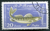 N°1742-1960-ROUMANIE-POISSON-SANDRE-20B