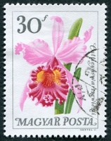 N°1767-1965-HONGRIE-FLEURS-CATTLEYA DE VARSOVIE-30FI