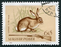 N°1693-1964-HONGRIE-FAUNE-LIEVRE-60FI