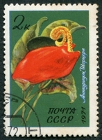 N°3792-1971-RUSSIE-FLEURS-ARACEAE JUSS-2K