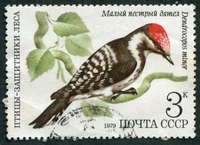 N°4628-1979-RUSSIE-OISEAU-DENDROCOPOS MINOR-3K