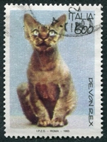 N°2005-1993-ITALIE-CHATS-DEVON REX-600L