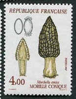 N°2490-1987-FRANCE-CHAMPIGNON-MORILLE CONIQUE