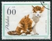 N°1335-1964-POLOGNE-CHAT TIGRE-60GR 