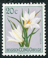 N°304-1952-CONGO BE-FLEURS-VELIOZIA-20C