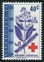 N°498-1963-CONGOK-PLANTES-CINCHONA-40C