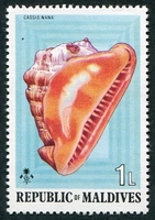 N°0511-1974-MALDIVES-COQUILLAGE-CASSIS NANA-1L