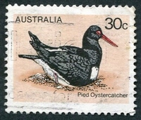 N°0639-1978-AUSTRALIE-OISEAU-HUITRIER PIE-30C