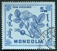 N°0434-1968-MONGOLIE-PLANTES A BAIES-ROSA ACICULARIS-5M