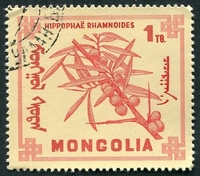 N°0441-1968-MONGOLIE-PLANTES A BAIES-HIPPOPHAE-1T