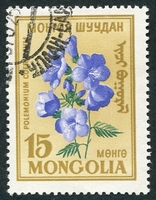 N°0164-1960-MONGOLIE-FLEURS-POLEMONIE-15M