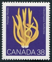 N°1104-1989-CANADA-CHAMPIGNON-CLAVULINOPSIS-38C