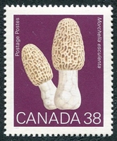 N°1107-1989-CANADA-CHAMPIGNON-MORCHELLA ESCULENTA-38C