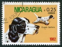 N°1191-1982-NICARAGUA-CHIENS-SETTER ANGLAIS-25C