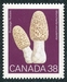 N°1107-1989-CANADA-CHAMPIGNON-MORCHELLA ESCULENTA-38C 